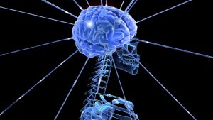 Neuromarketing y el cerebro